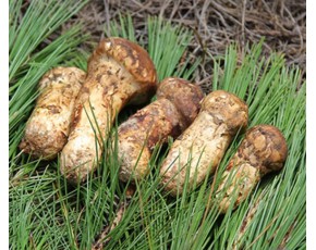 各種新鮮食用菌，干菌，深加工菌類 20年成就品質