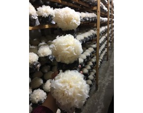 特級銀耳，各種菌類，長期供應(yīng) 15060210502