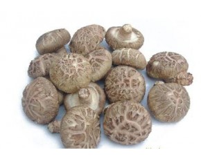 鮮品香菇大量供應