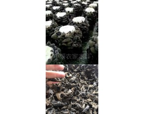 東北自種秋木耳