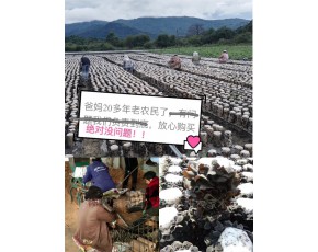 東北自種春耳，質量絕對好，量大價格可談