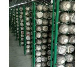 食用菌網格網架生產廠家 發菇房出菇生長架 靈芝養殖架