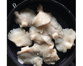 河北供應優質鹽漬平菇，數量百噸