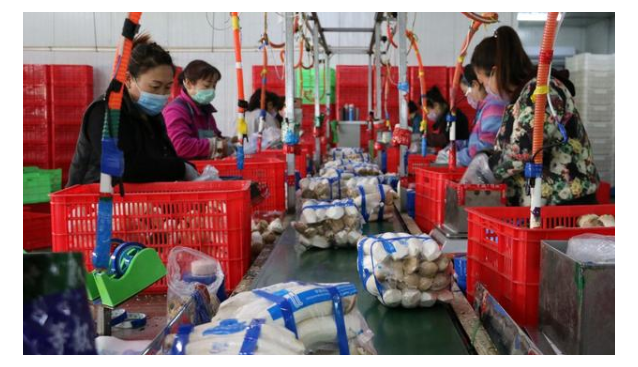 河北平泉:小蘑菇成富民大產(chǎn)業(yè)