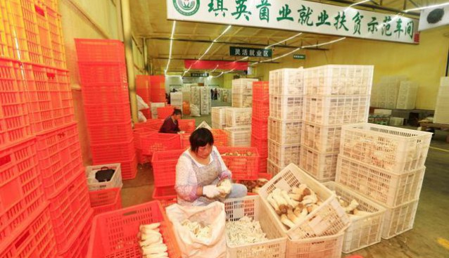 四川蓬溪:杏鮑菇“扶貧車間”變“脫貧車間”