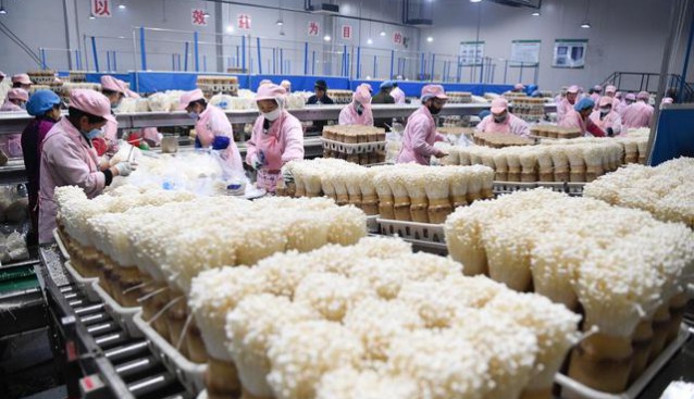 江蘇泗陽:小菌菇撐起大產(chǎn)業(yè)