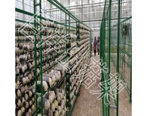 廠家定制蘑菇養(yǎng)殖架 食用菌培養(yǎng)架成本 香菇鋼管層架 靈芝養(yǎng)菌架