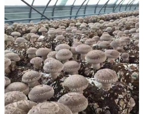 七河菌種，大量供應