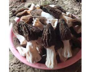 供應(yīng)優(yōu)質(zhì)羊肚菌