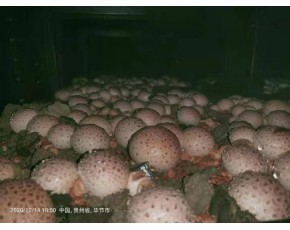 紅托竹蓀干鮮品菌種供應