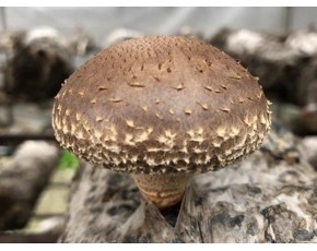 菌棒食用菌滅菌鍋爐，滅菌柜