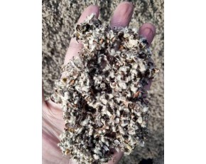 供應(yīng)優(yōu)質(zhì)棉籽殼