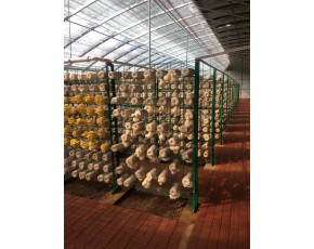 大棚食用菌出菇架 網格架