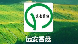 遠(yuǎn)安香菇 湖北省優(yōu)勢(shì)特色農(nóng)產(chǎn)品板塊基地  國(guó)家級(jí)出口食用菌質(zhì)..