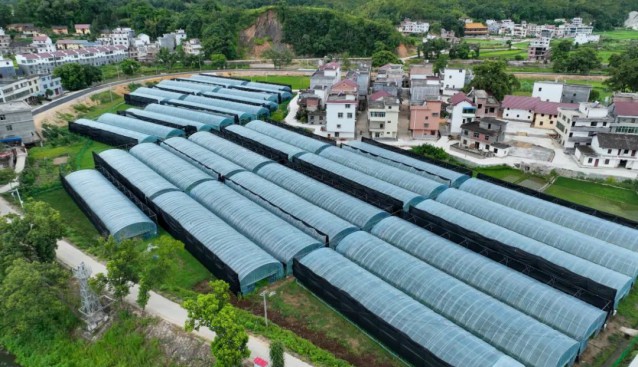 江西省萬安縣順峰鄉:把技術“請進來” 小蘑菇蘊含大科學