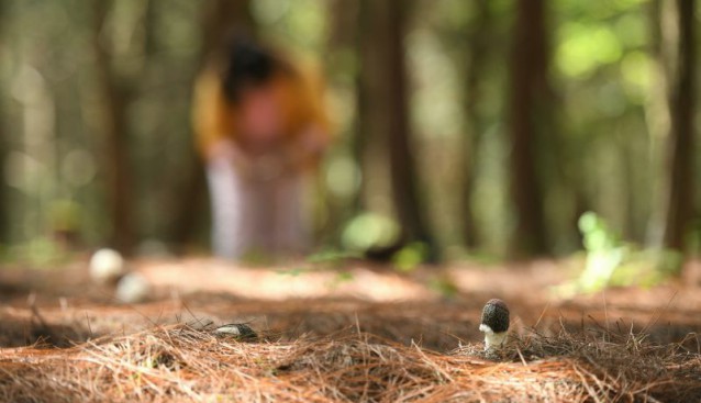 貴州福泉:推進林下種植產業 竹蓀迎豐收