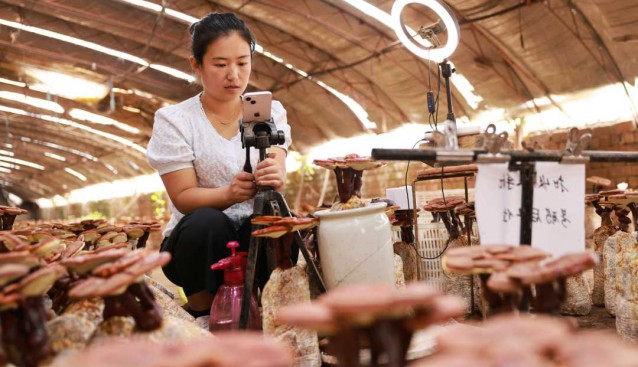河北:廣宗縣發展特色靈芝種植