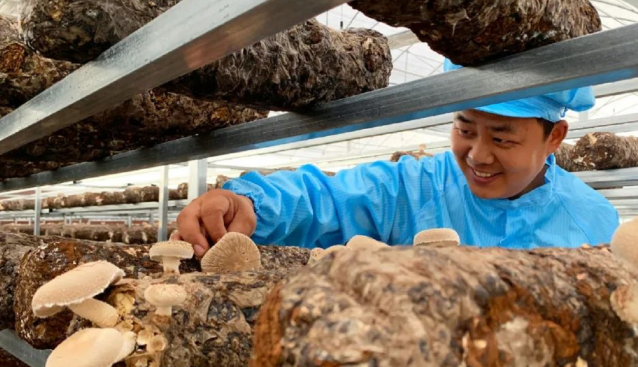 四川:武勝縣桑枝菌菌棚喜獲豐收