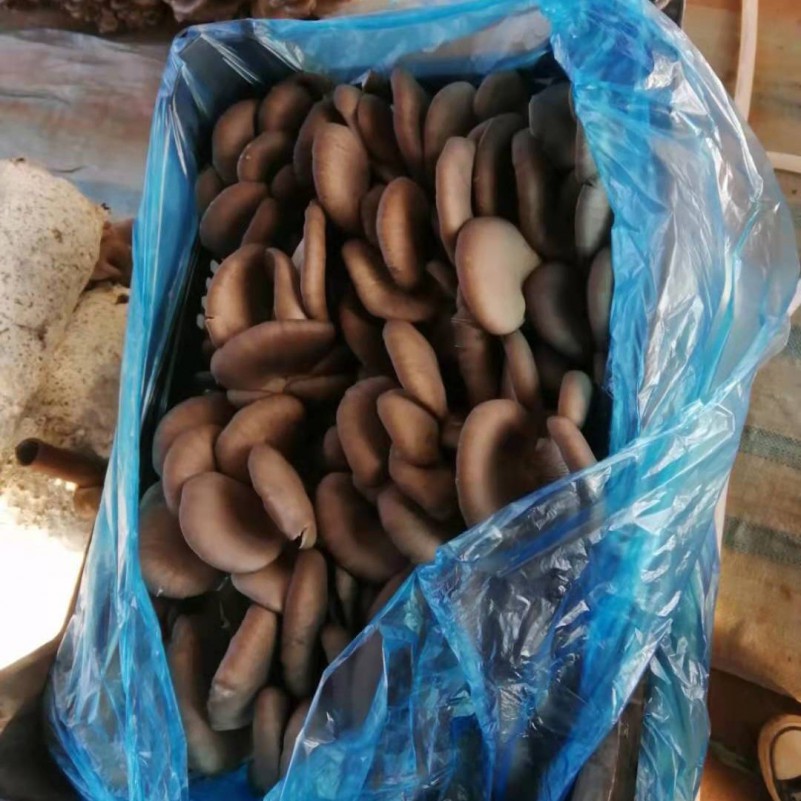 食用菌，鮮平菇，黑平菇！