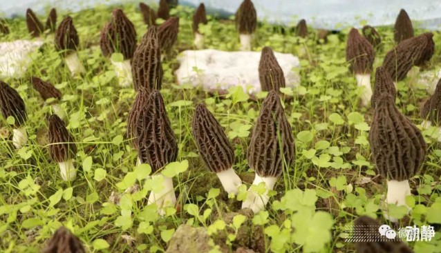 黔南羊肚菌賣到了德國、迪拜