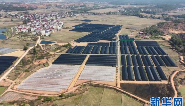 江西永豐：羊肚菌搶“鮮”上市！撐起鄉(xiāng)村振興“致富傘”