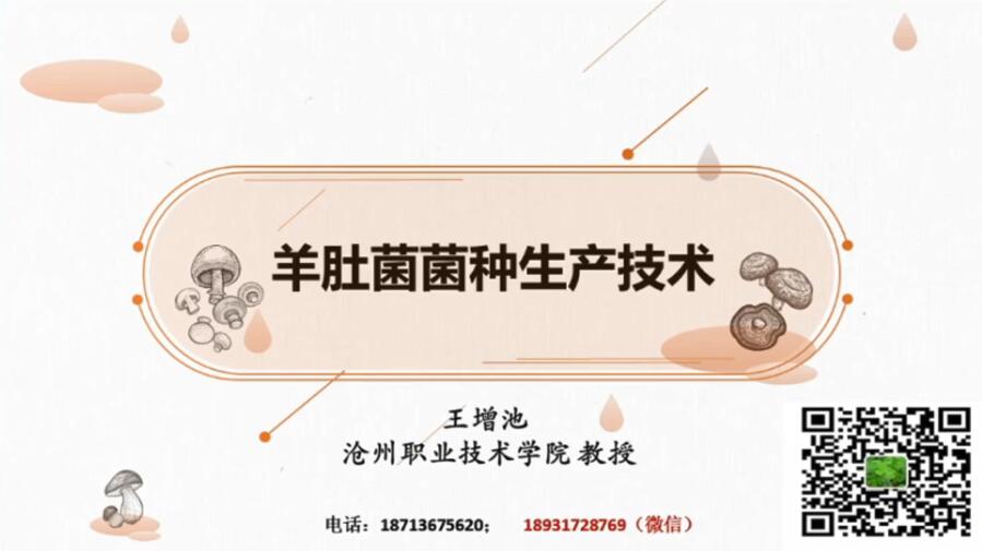 羊肚菌菌種生產技術-王增池老師