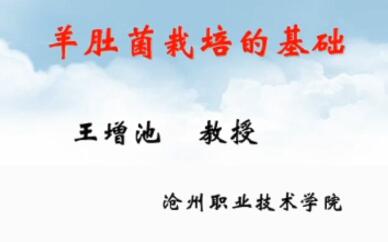 羊肚菌栽培的技術-王增池老師