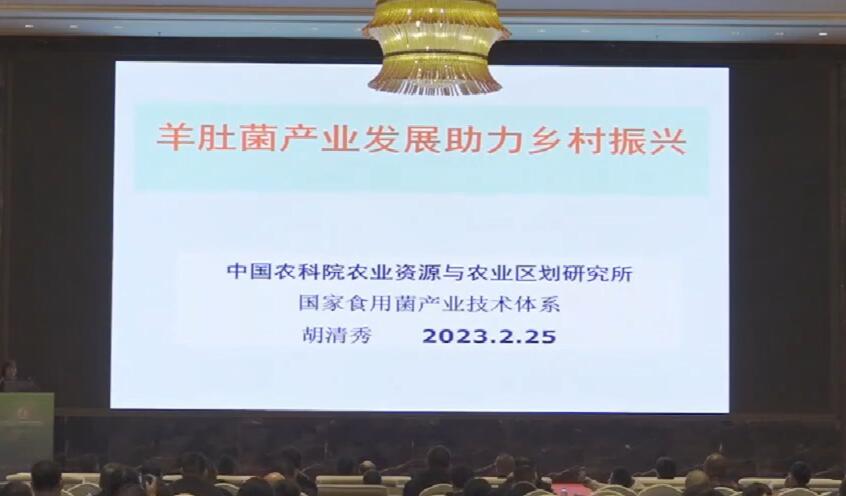 胡清秀：羊肚菌產業發展助力鄉村振興