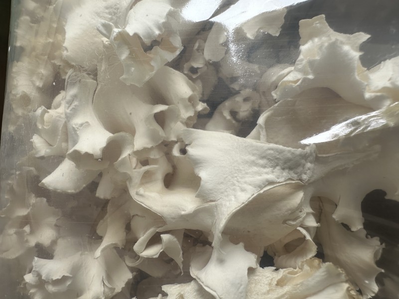 供應凍干繡球菌（航空工藝）