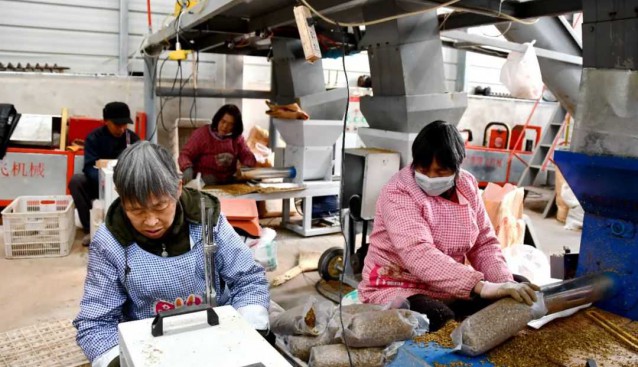 河南汝陽：這個(gè)村年產(chǎn)300萬香菇菌棒