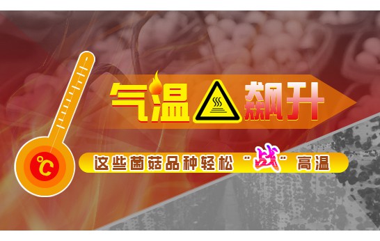 氣溫飆升！這些菌菇品種輕松戰高溫