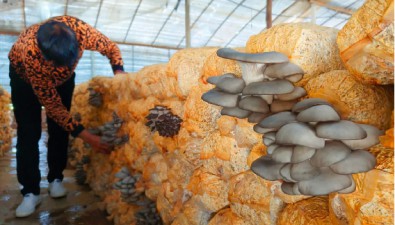 河南汝南：食用菌種植基地3萬棒平菇菌包，年產量約10萬多斤