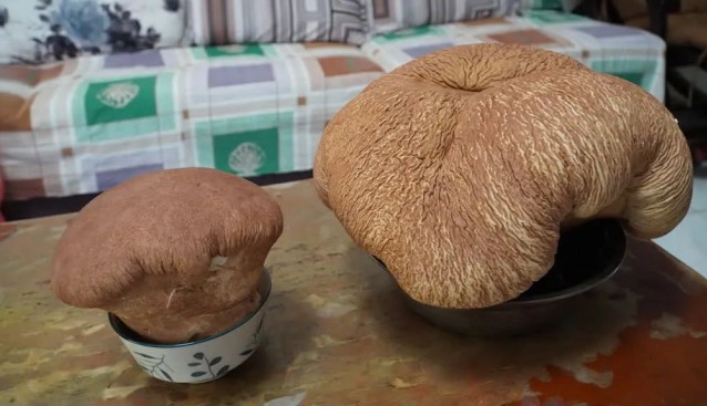 四川樂山一市民散步撿到“大蘑菇”，重3.8斤！