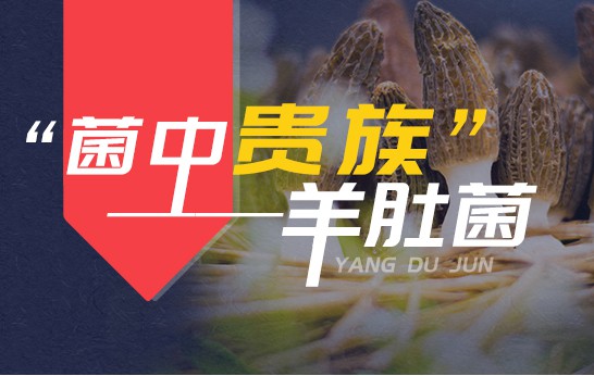 菌中貴族 羊肚菌