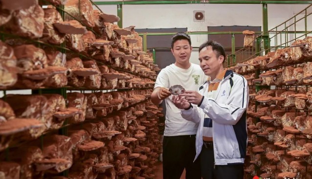 廣東遂溪縣：珍稀藥食菌基地拓寬康養致富路