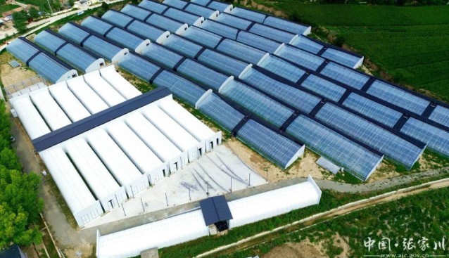 甘肅張家川縣羊肚菌工廠化種植科技成果顯著