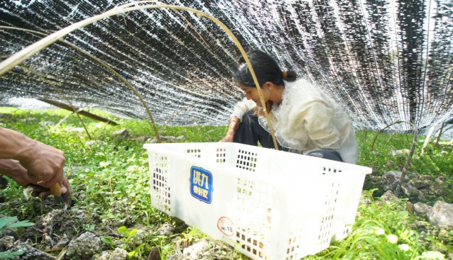 云南昌寧：“菌中之王”喜豐收