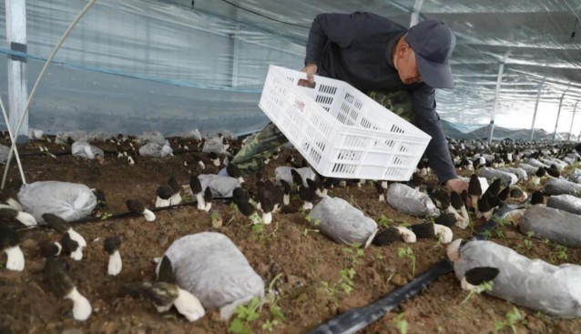 山東壽光化龍鎮：菌光互補食用菌基地羊肚菌采收
