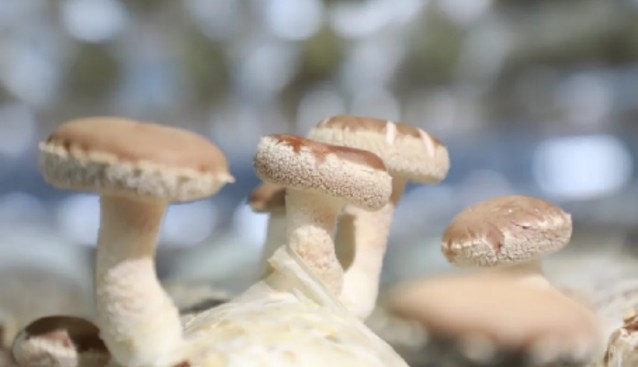 云南綏江中壩村：10萬棒香菇搶“鮮”上市