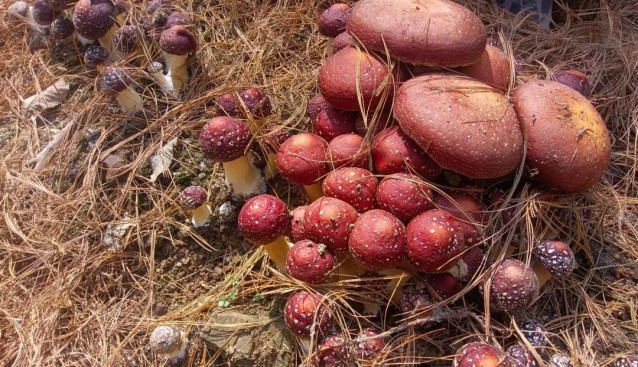 貴州修文縣：3600畝林下赤松茸上市