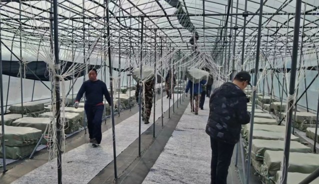 黑龍江伊春：食用菌產業園今春首批木耳菌包進棚