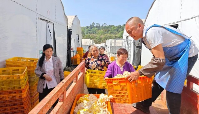 四川金堂縣然通家庭農場榆黃菇大量上市