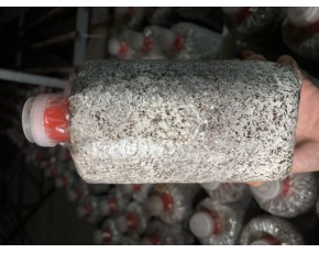 供應姬菇菌棒短棒