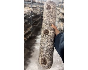 供應猴頭菇菌棒長棒