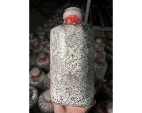 供應姬菇菌棒短棒