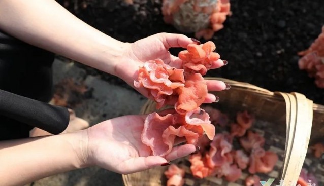 四川敘永縣油茶殼“變廢為寶”，試種粉木耳新品種成功