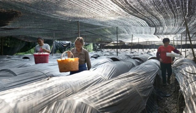 貴州赤水：竹韻生金，菌香富民