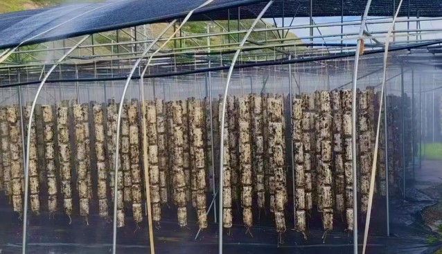 甘肅清水王河鎮(zhèn)：吊掛木耳58萬棒