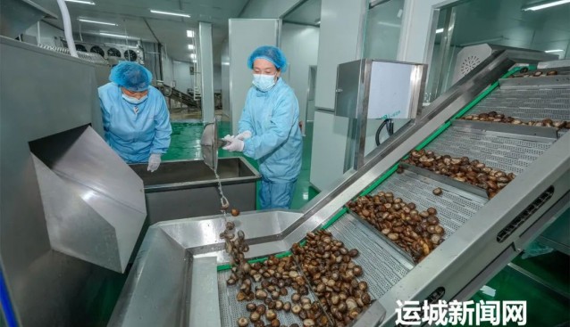 山西垣曲：大力推動食用菌精深加工延伸產(chǎn)業(yè)鏈