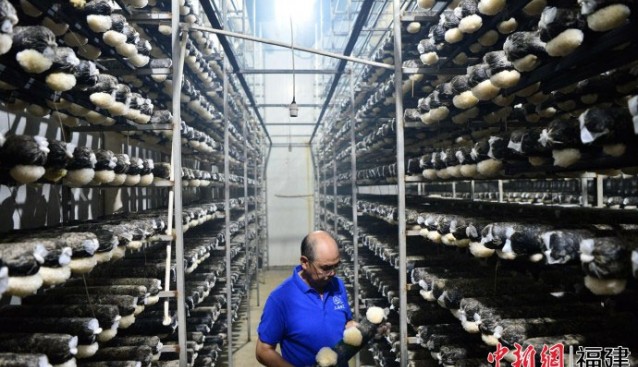 福建古田點“菌”成金